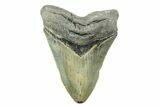 Serrated, Fossil Megalodon Tooth - North Carolina #308477-1